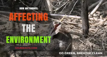 Rabbits' Environmental Impact: Balancing Ecosystems and Biodiversity Challenges