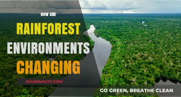 Rainforest Transformations: Unveiling the Shifting Dynamics of Tropical Ecosystems