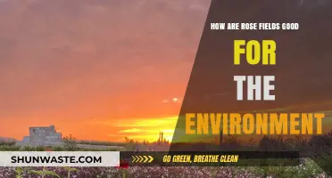 Rose Fields: Eco-Friendly Benefits for a Greener, Healthier Environment