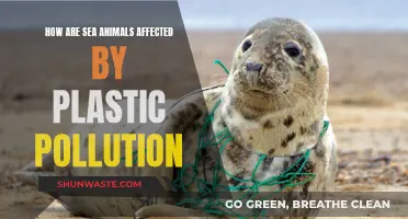 The Impact of Plastic Pollution on Sea Animals