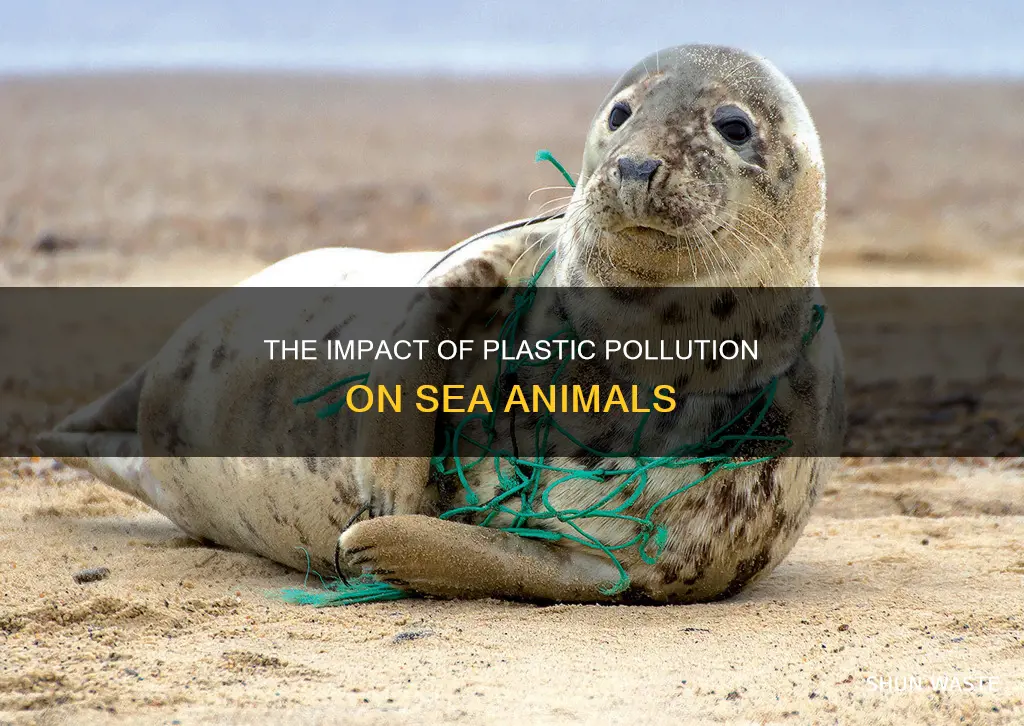 how are sea animals affected by plastic pollution