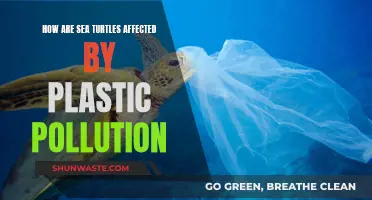 Sea Turtles: Plastic Pollution's Deadly Impact