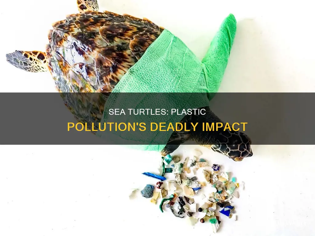 how are sea turtles affected by plastic pollution