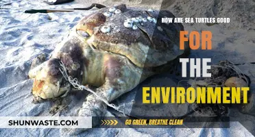 Sea Turtles: Vital Guardians of Marine Ecosystems and Coastal Health