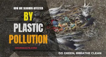 The Impact of Plastic Pollution on Seabirds' Health