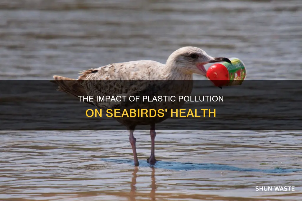 how are seabirds affected by plastic pollution