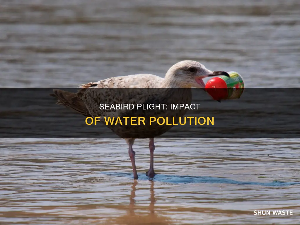 how are seabirds affected by water pollution