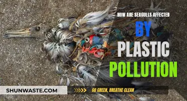 Seagulls' Plight: Impact of Plastic Pollution on Birds