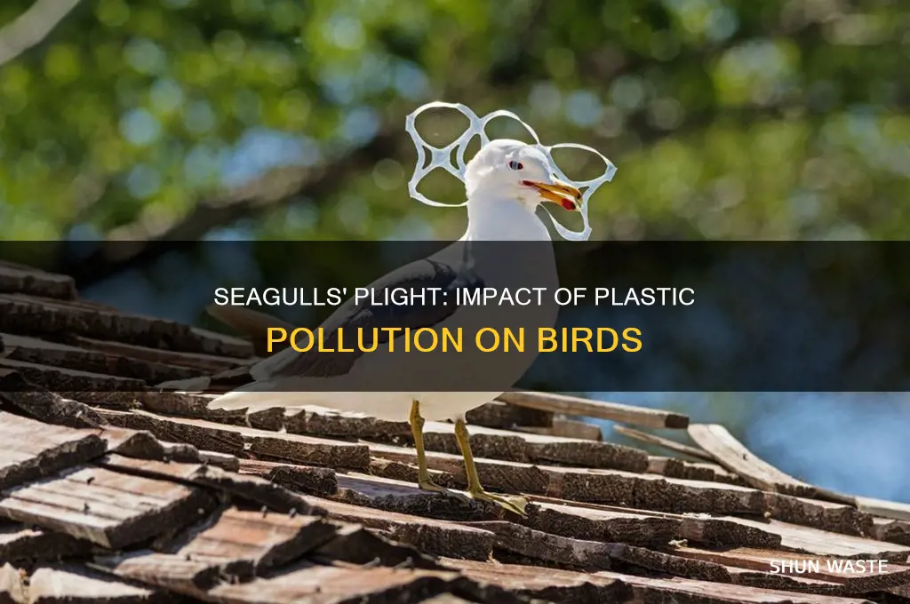 how are seagulls affected by plastic pollution