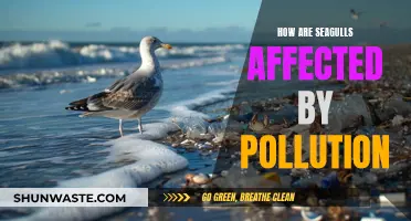 Seagulls' Plight: Impact of Pollution on Their Health and Habitat