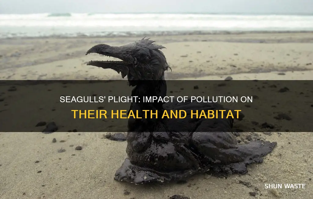 how are seagulls affected by pollution