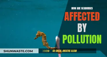 Seahorse Struggles: Navigating Ocean Pollution's Impact