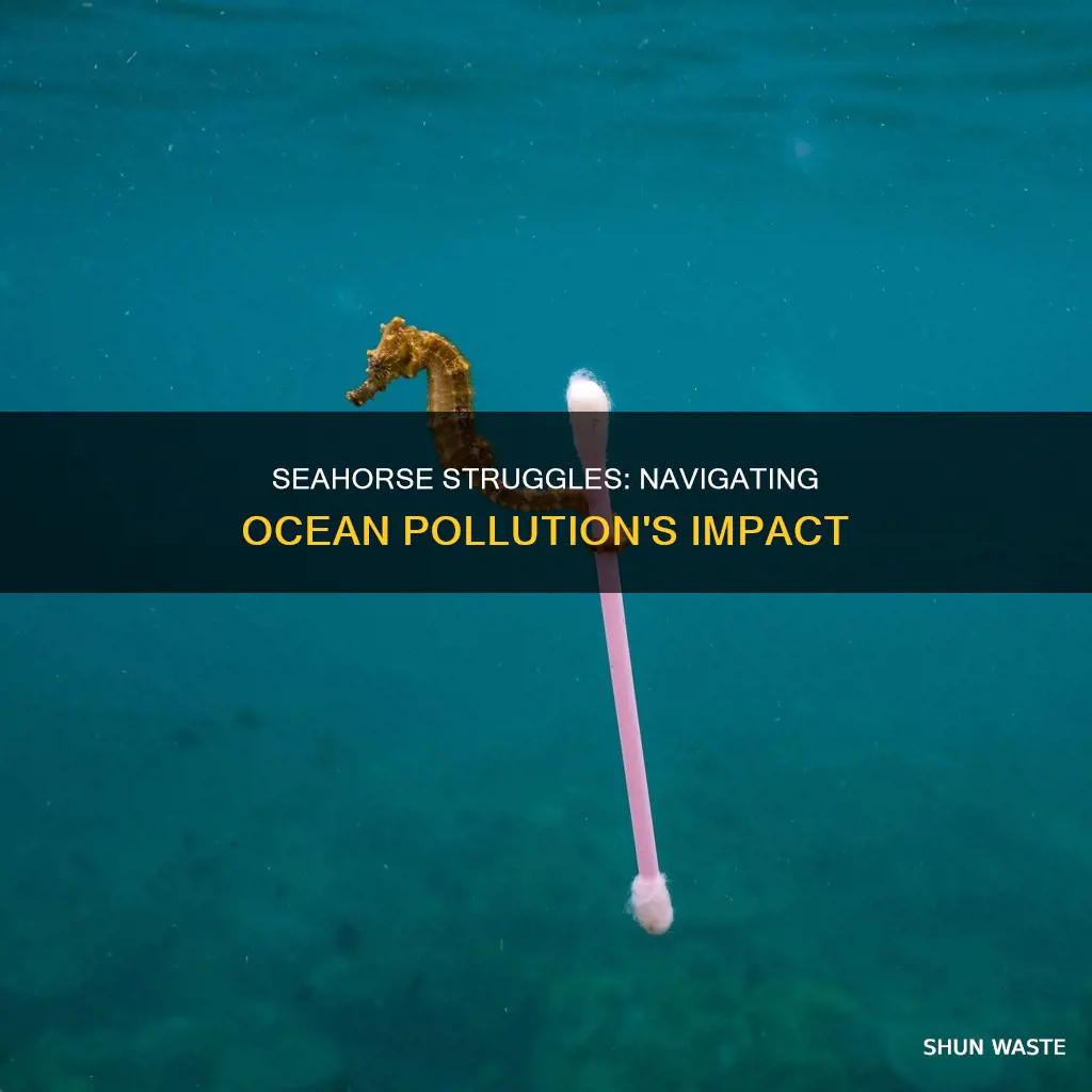 how are seahorses affected by pollution