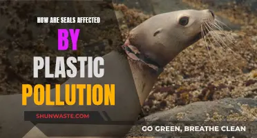 The Impact of Plastic Pollution on Seals' Health and Habitat