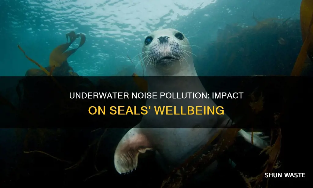 how are seals affected by underwater noise pollution