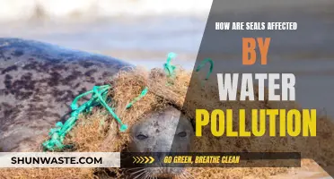 Seals and Water Pollution: Understanding the Impact