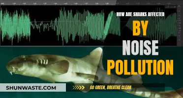 Sharks and Noise: Understanding the Impact of Underwater Noises