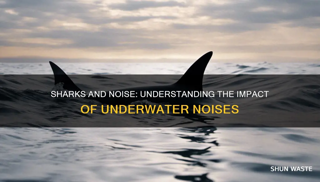 how are sharks affected by noise pollution