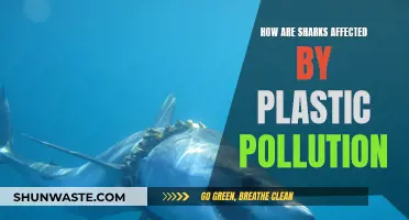 Sharks and Plastic Pollution: Understanding the Impact