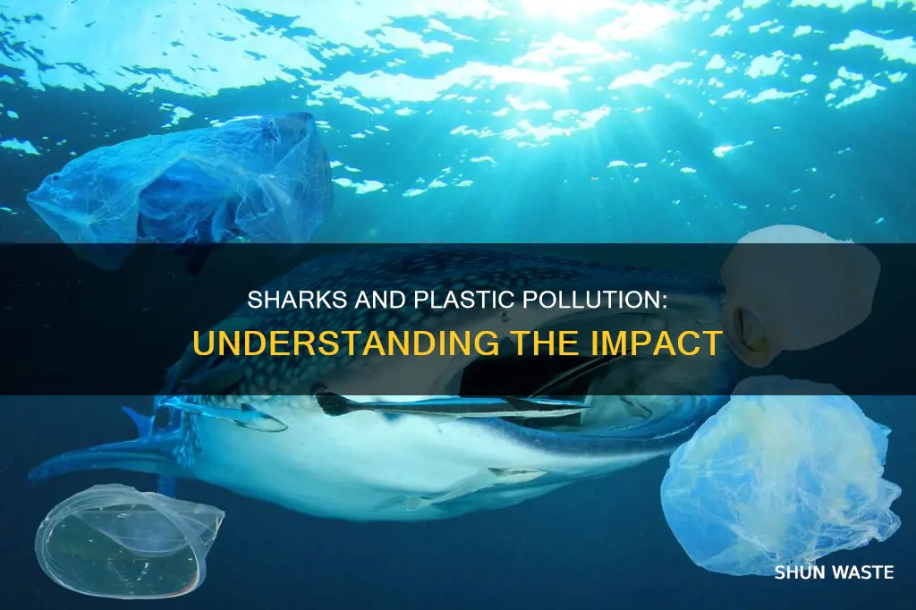 how are sharks affected by plastic pollution