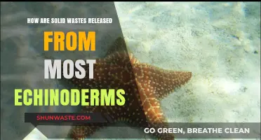Echinoderm Waste Disposal: Understanding Solid Waste Release Mechanisms