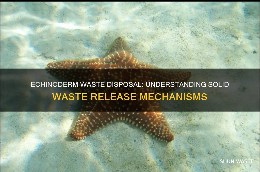 how are solid wastes released from most echinoderms