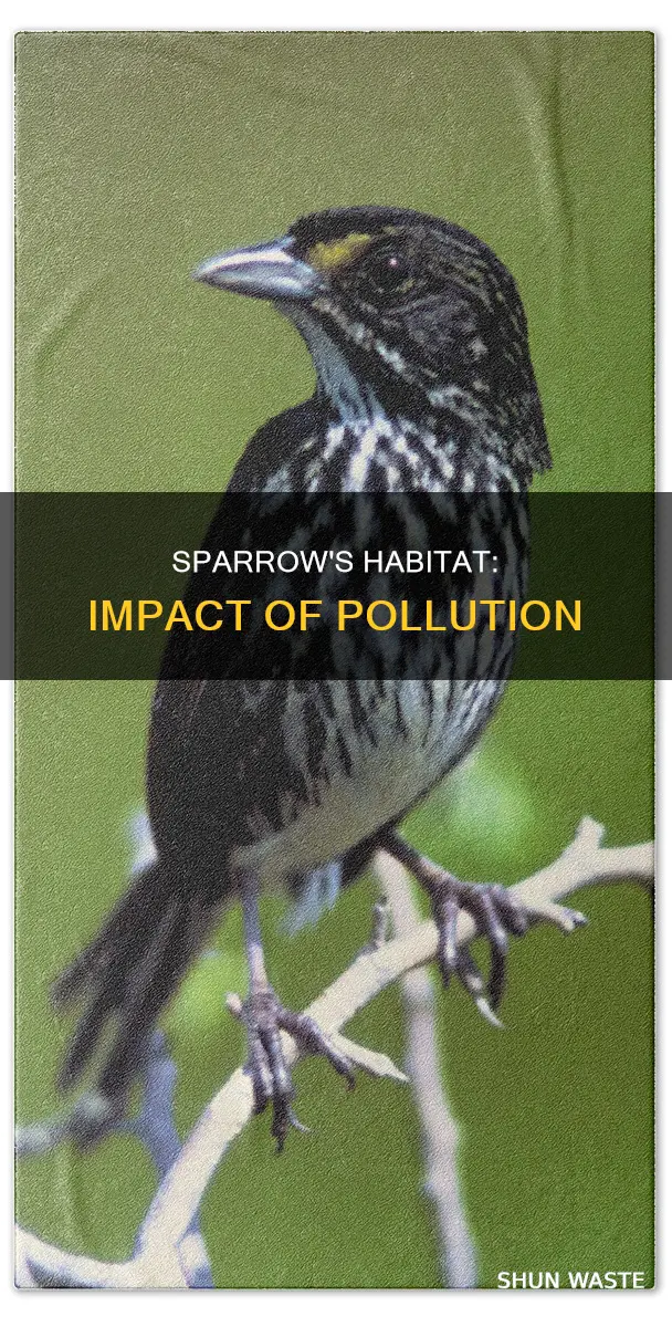 how are sparrows related to pollution