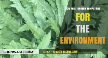 Stangeria Eriopus: Environmental Impacts and Ecological Concerns Explained