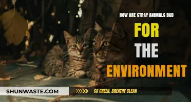 Stray Animals' Environmental Impact: Unseen Dangers and Ecosystem Disruption Explained