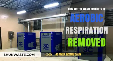 Removing Aerobic Respiration Waste: Efficient Elimination Processes Explained