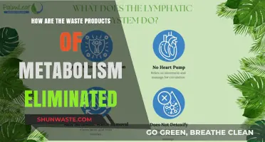 Metabolic Waste Elimination: How Our Bodies Remove Toxins Efficiently