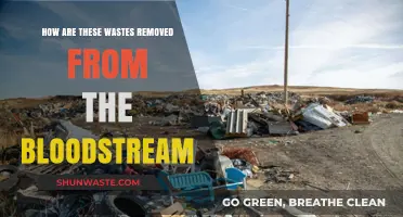 How the Body Eliminates Waste from the Bloodstream: A Guide