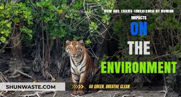 Human Activities Endanger Tigers: Environmental Threats and Conservation Challenges