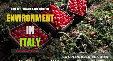 Tomatoes' Environmental Impact: Italy's Agricultural Challenge and Sustainability Efforts
