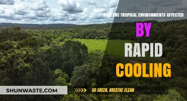 Rapid Cooling's Impact on Tropical Ecosystems: Challenges and Consequences