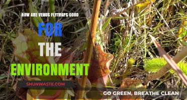 Venus Flytraps: Nature's Eco-Friendly Pest Control and Biodiversity Heroes