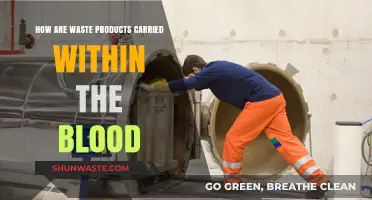 Blood's Role in Transporting and Eliminating Waste Products