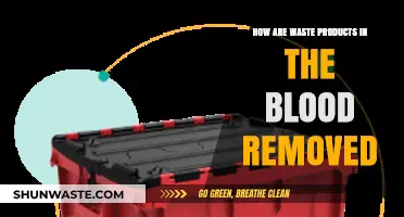 Blood Waste Removal: How Kidneys and Dialysis Keep You Healthy