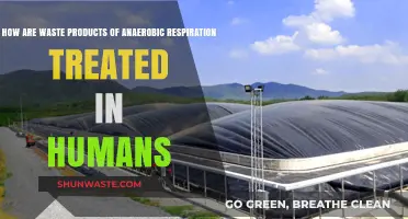 Treating Anaerobic Respiration Waste: Human Body's Efficient Detox Process