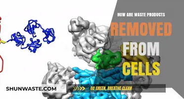 Cellular Waste Disposal: How Cells Efficiently Remove Unwanted Byproducts