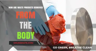 Efficient Body Detox: Understanding Waste Removal Processes and Systems