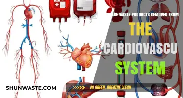 Cardiovascular System's Waste Removal: Processes and Pathways Explained
