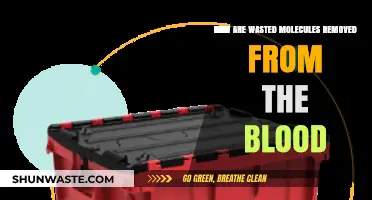 Clearing the Blood: How Wasted Molecules Are Removed Efficiently