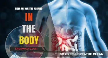 Understanding the Body's Waste Formation Process: Causes and Mechanisms