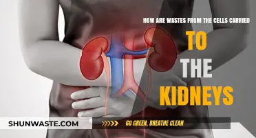 Cellular Waste Journey: How Kidneys Filter and Eliminate Toxins