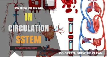 Efficient Waste Removal in the Circulatory System: A Comprehensive Guide