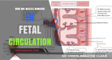 Fetal Waste Removal: Understanding Circulation and Elimination Processes