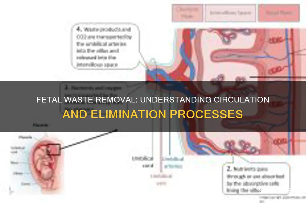 how are wastes removed in fetal circulation