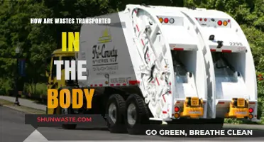 Understanding the Body's Waste Transport System: A Comprehensive Guide