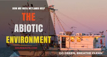 Wetlands' Vital Role: Enhancing Abiotic Ecosystems and Environmental Balance